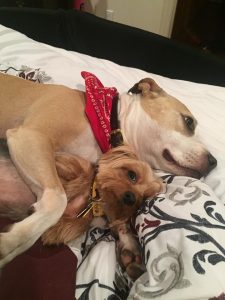 Dog-owners-guide-finding-canine-companion-1