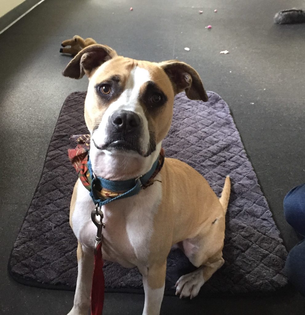 If You Can’t Afford A Trainer Coast Dogs Training