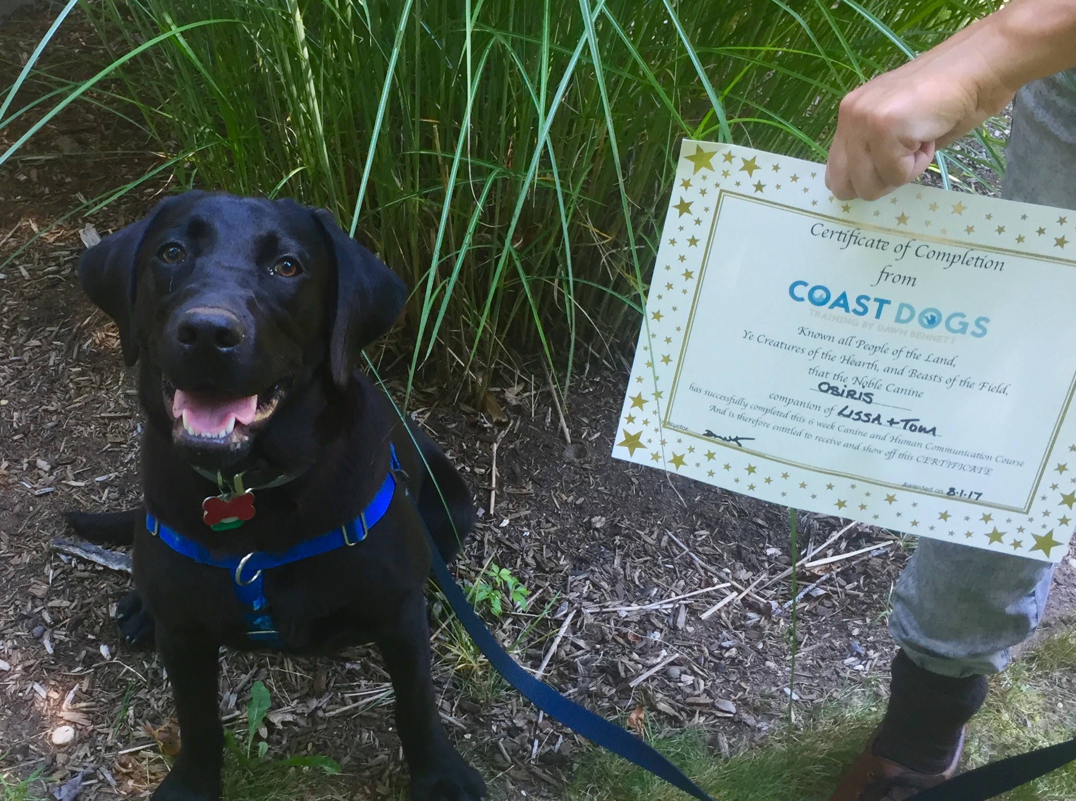 Dog Obedience Training Coast Dogs Training