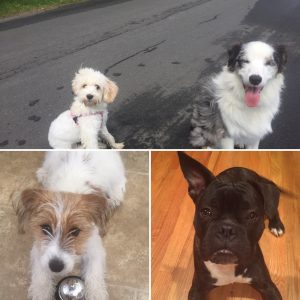 Board and train North Fork Long island